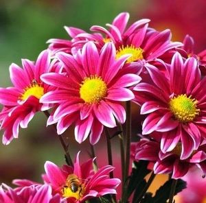 Meet your Posher, Jesus